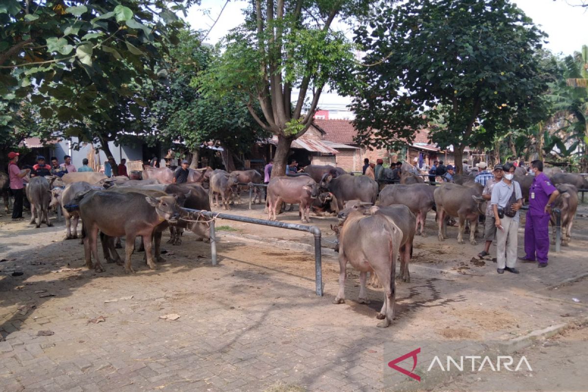 Harga jual hewan ternak di Jepara naik usai Lebaran