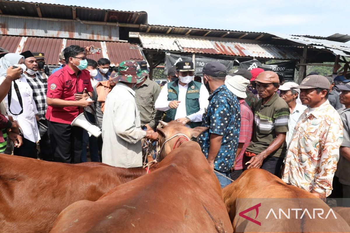 Bupati Bangkalan minta peternak tidak panik hadapi wabah PMK