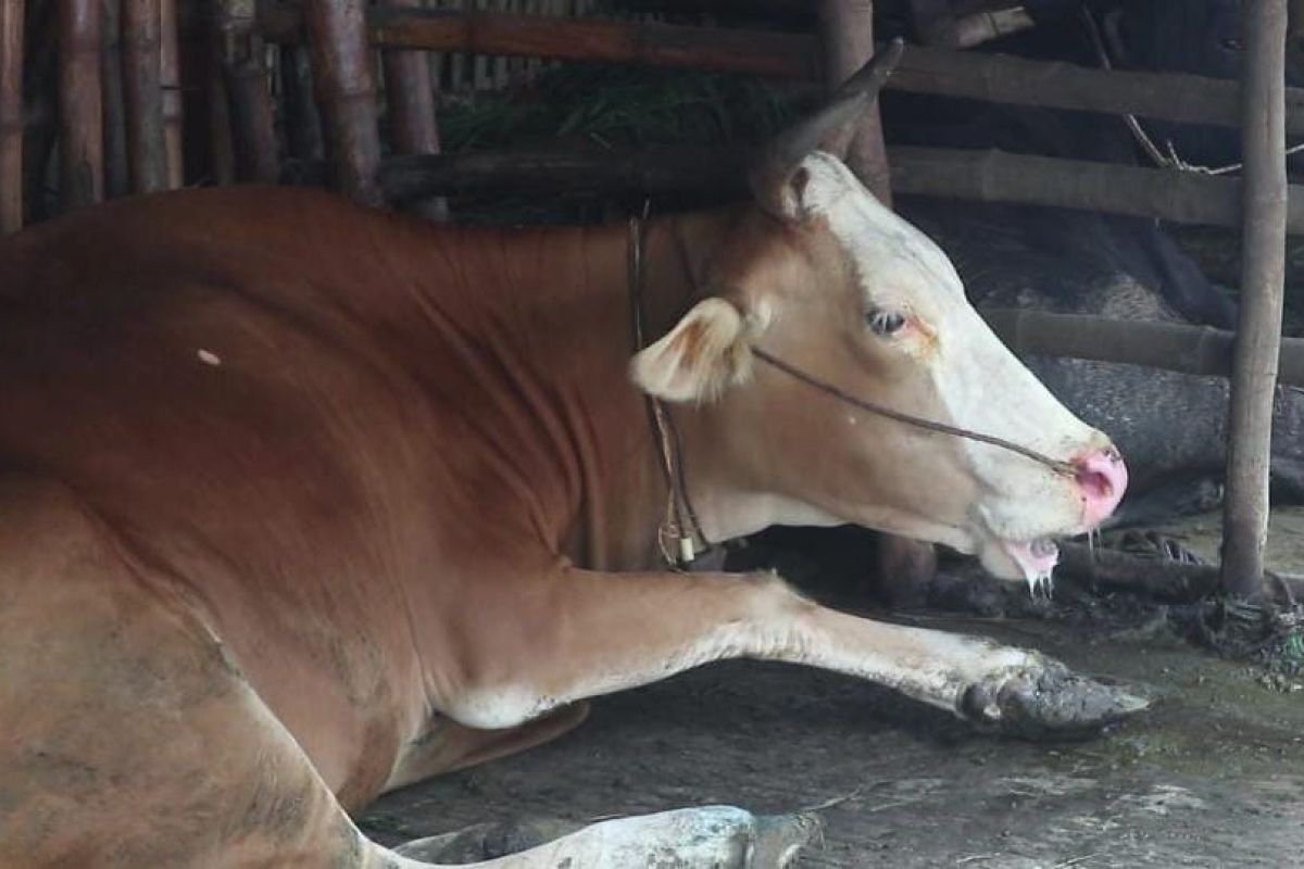 Pemkot Pontianak uji sampel 13 ekor sapi di empat Kecamatan cegah PKM