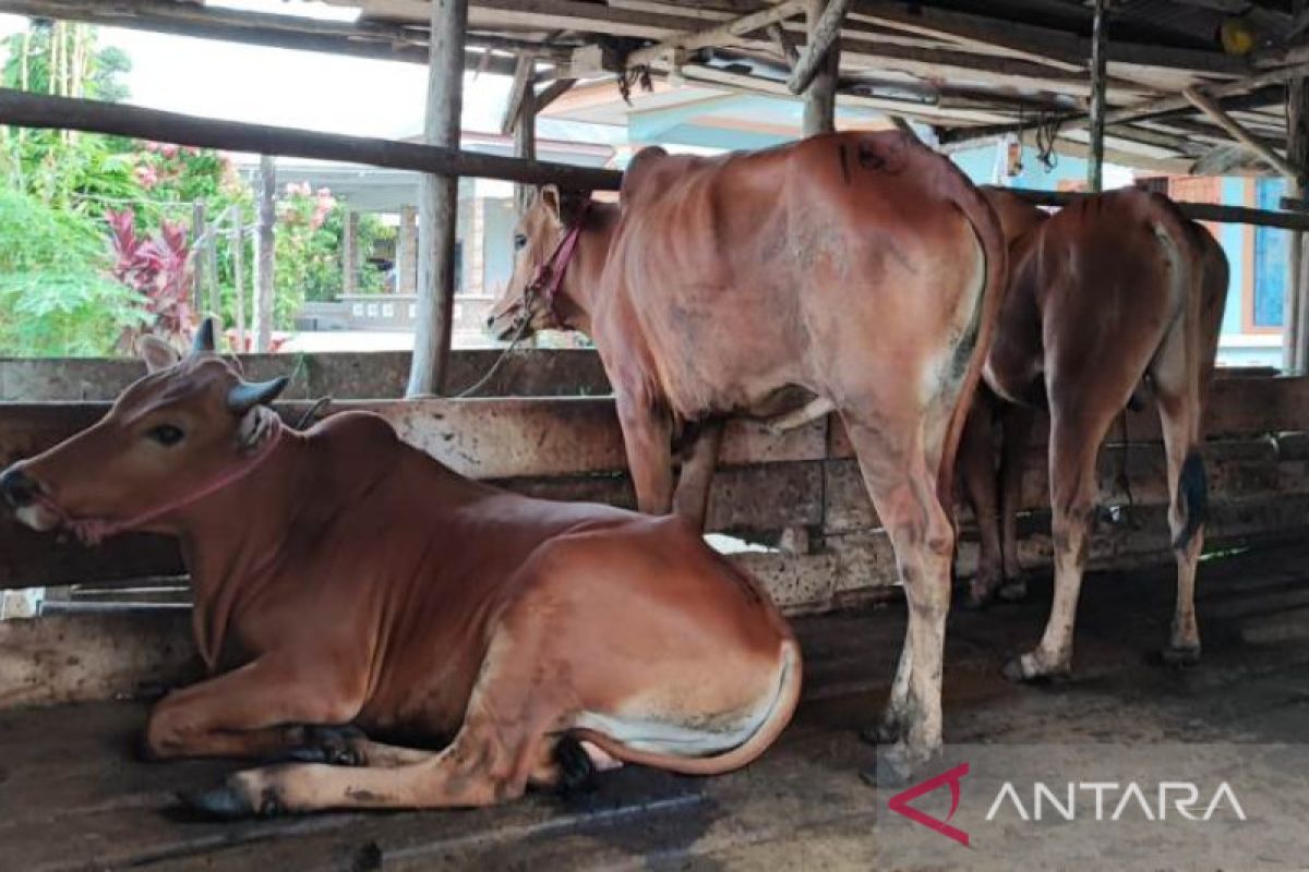 Sebanyak 877 sapi di Pulau Bangka suspek PMK