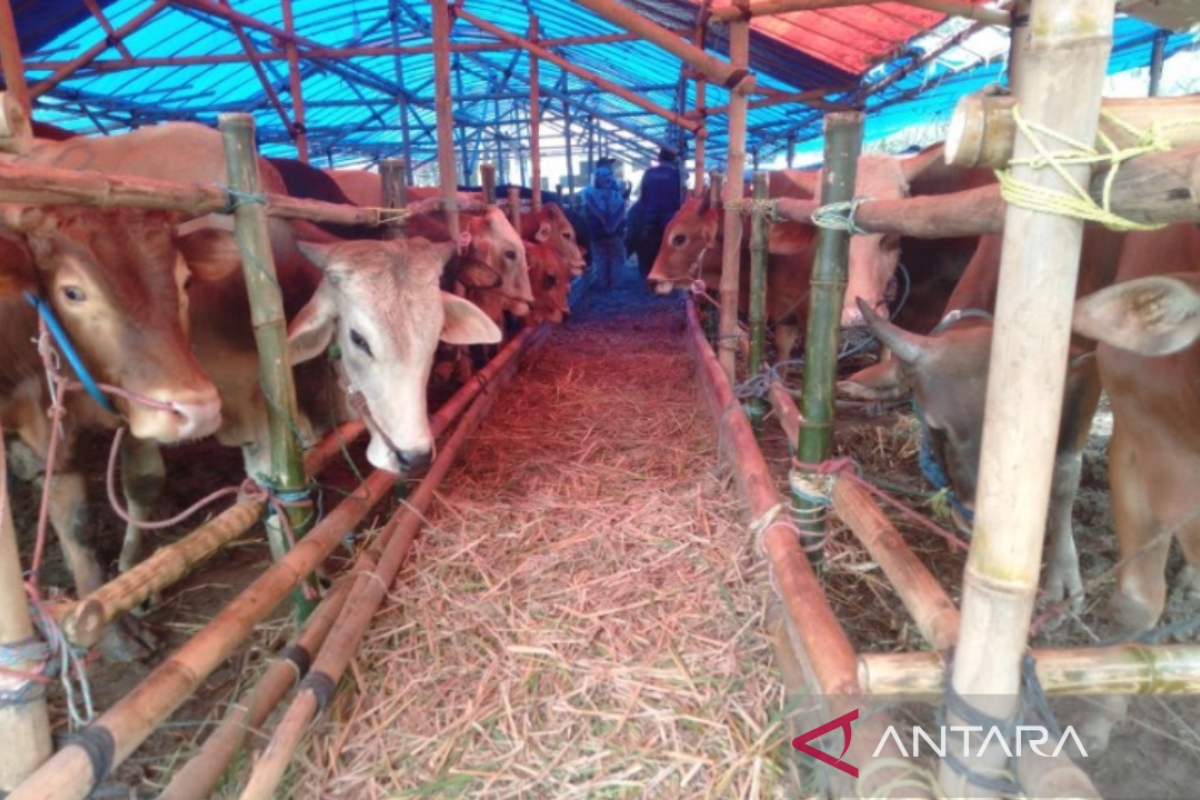 Dinas Pertanian Karawang belum temukan hewan ternak terkena PMK