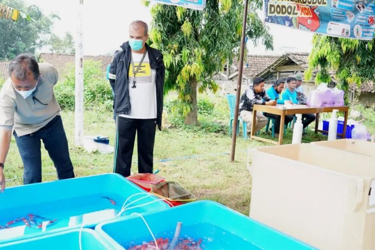 Desa Sumberdodol Magetan dikembangkan jadi sentra ikan koi