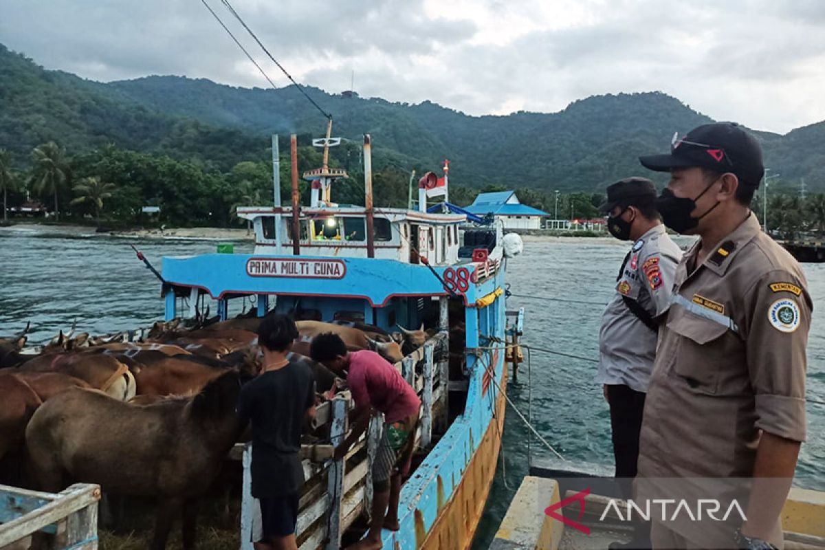 Karantina Pertanian Ende perkuat pengawasan hewan cegah PMK