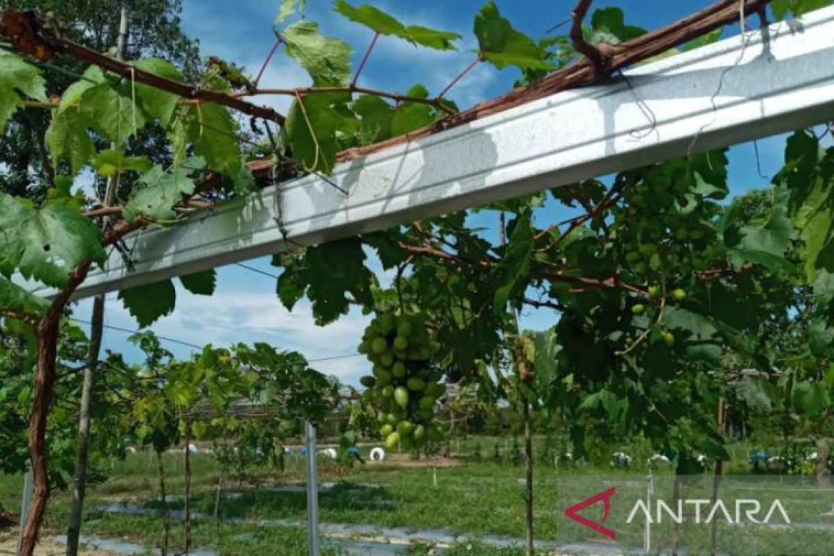 Bumdes Belitung Timur sulap bekas tambang jadi kebun anggur