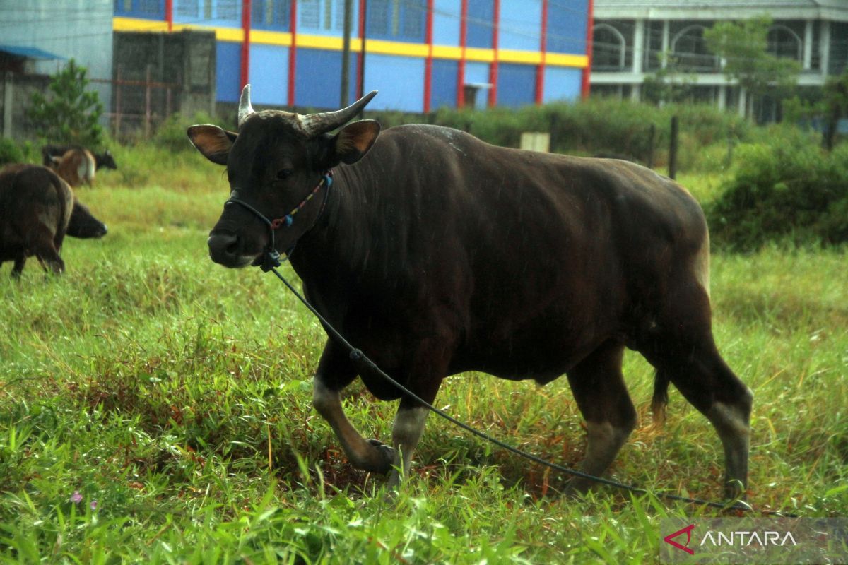 Balikpapan antisipasi PMK sudah lebih dari 500 sapi diperiksa