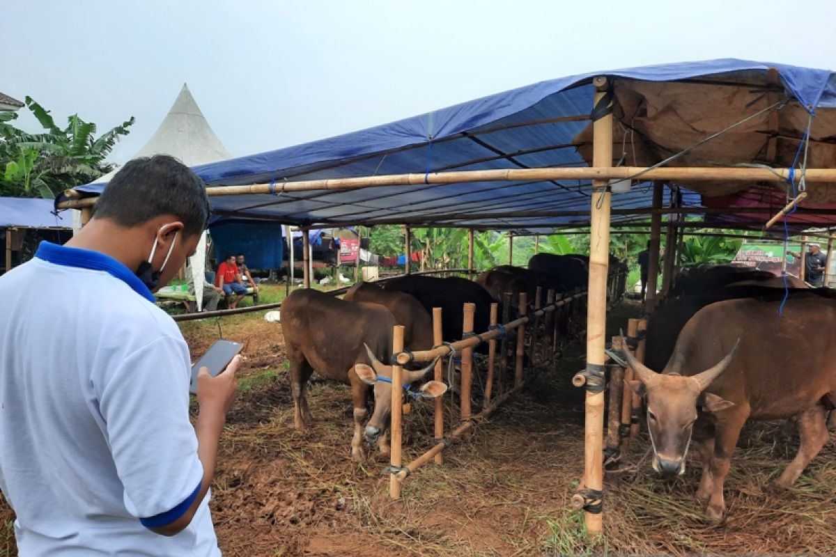 Pemkot Depok sebut sejumlah langkah berikut ini jika hewan terjangkit PMK