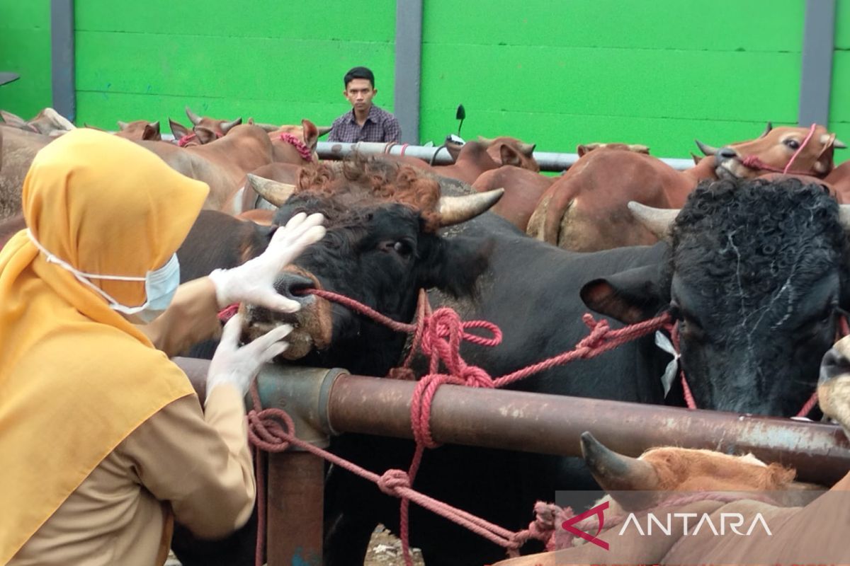 Pemkot Probolinggo belum temukan ternak sapi terjangkit PMK