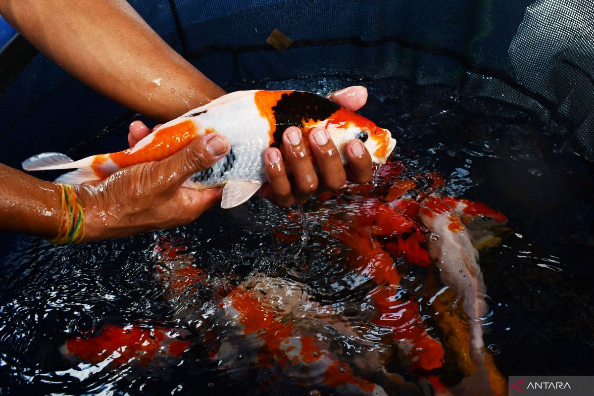 Ekspor perdana Ikan Koi ke Malaysia milik UMKM Blitar