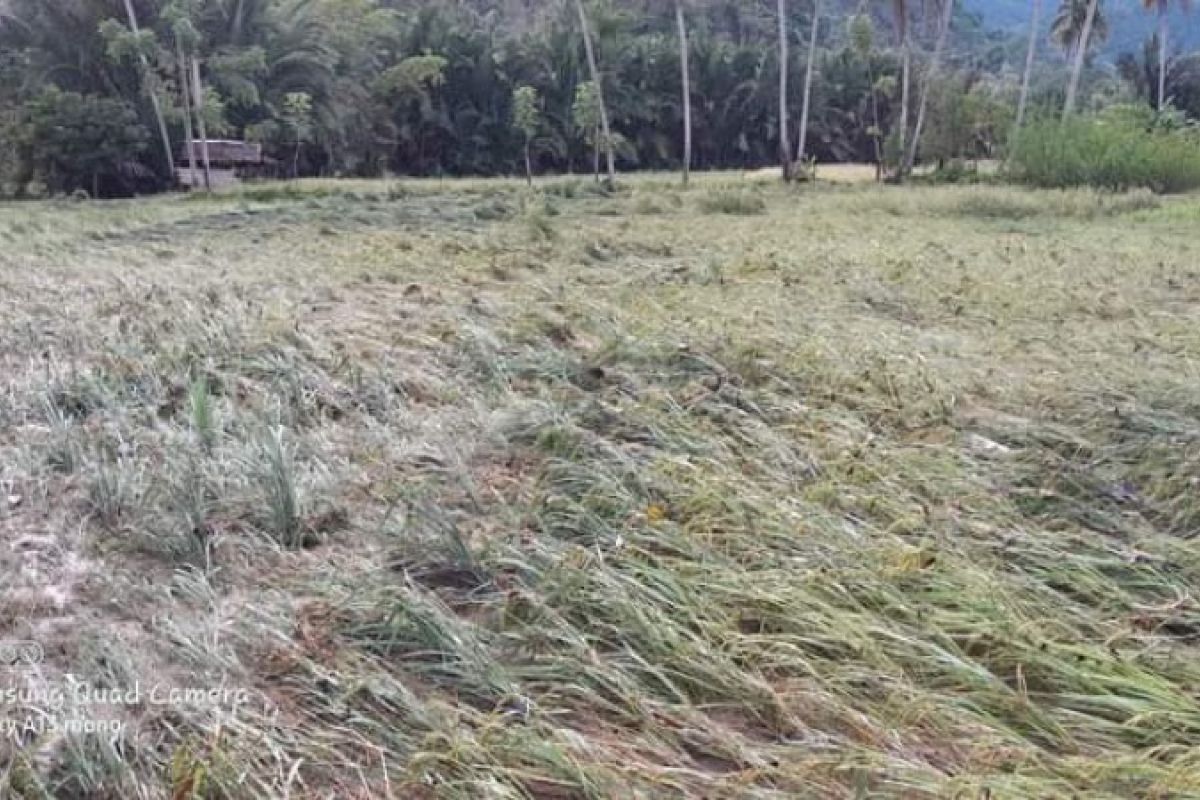 Padi hampir panen milik warga Mamuju rusak akibat banjir