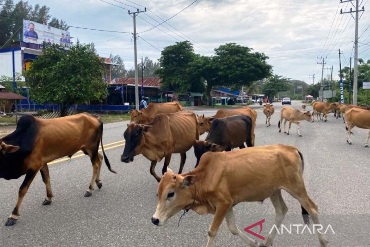 Ternak sapi berkeliaran di jalan raya Aceh Jaya, pengendara was-was