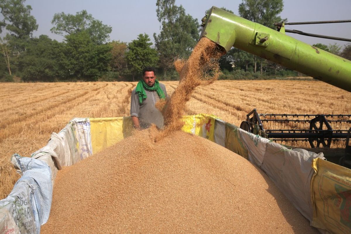 India larang ekspor gandum demi turunkan harga domestik