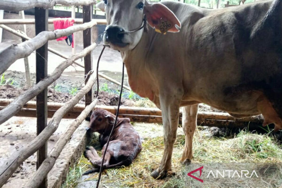 Peternak sapi di Kabupaten PPU mulai peroleh hasil