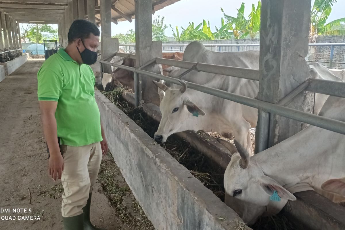 Cegah PMK, Pemkot Serang perketat pengawasan hewan ternak sapi