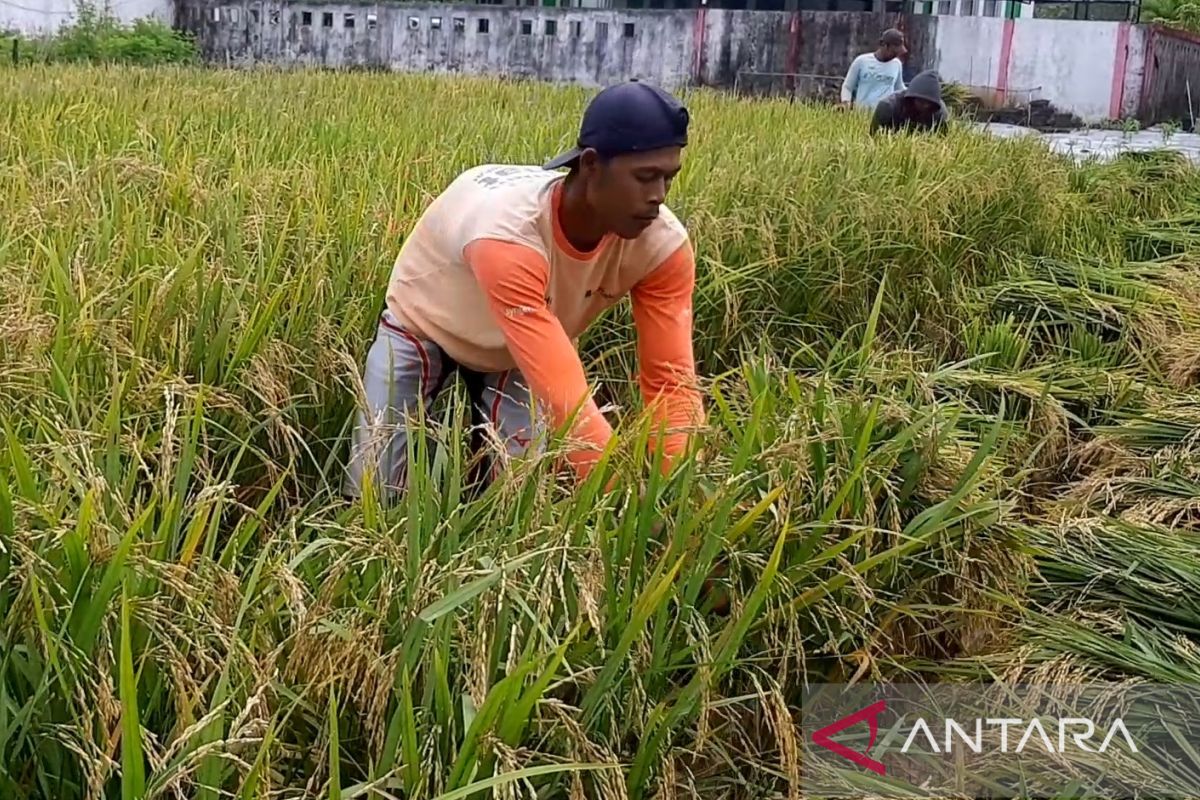 Perubahan iklim jadi tantangan pengembangan sektor pertanian di Kalbar