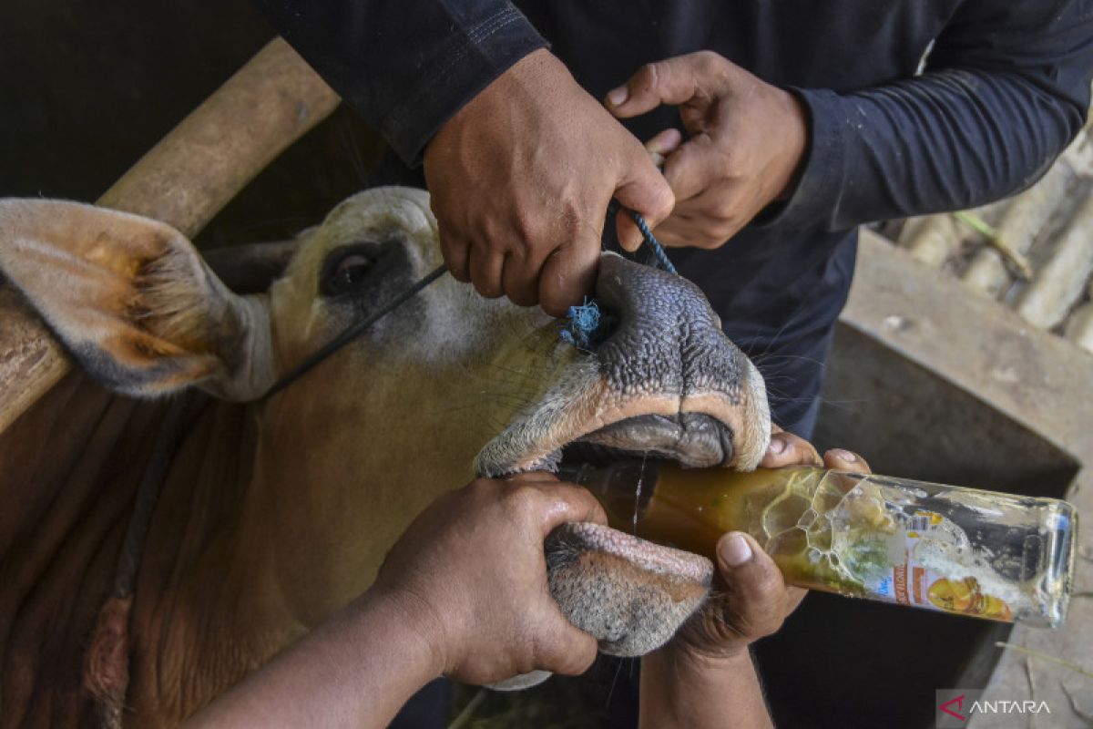 Antisipasi penyebaran PMK, Pemkab Padang Pariaman tutup dua pasar ternak