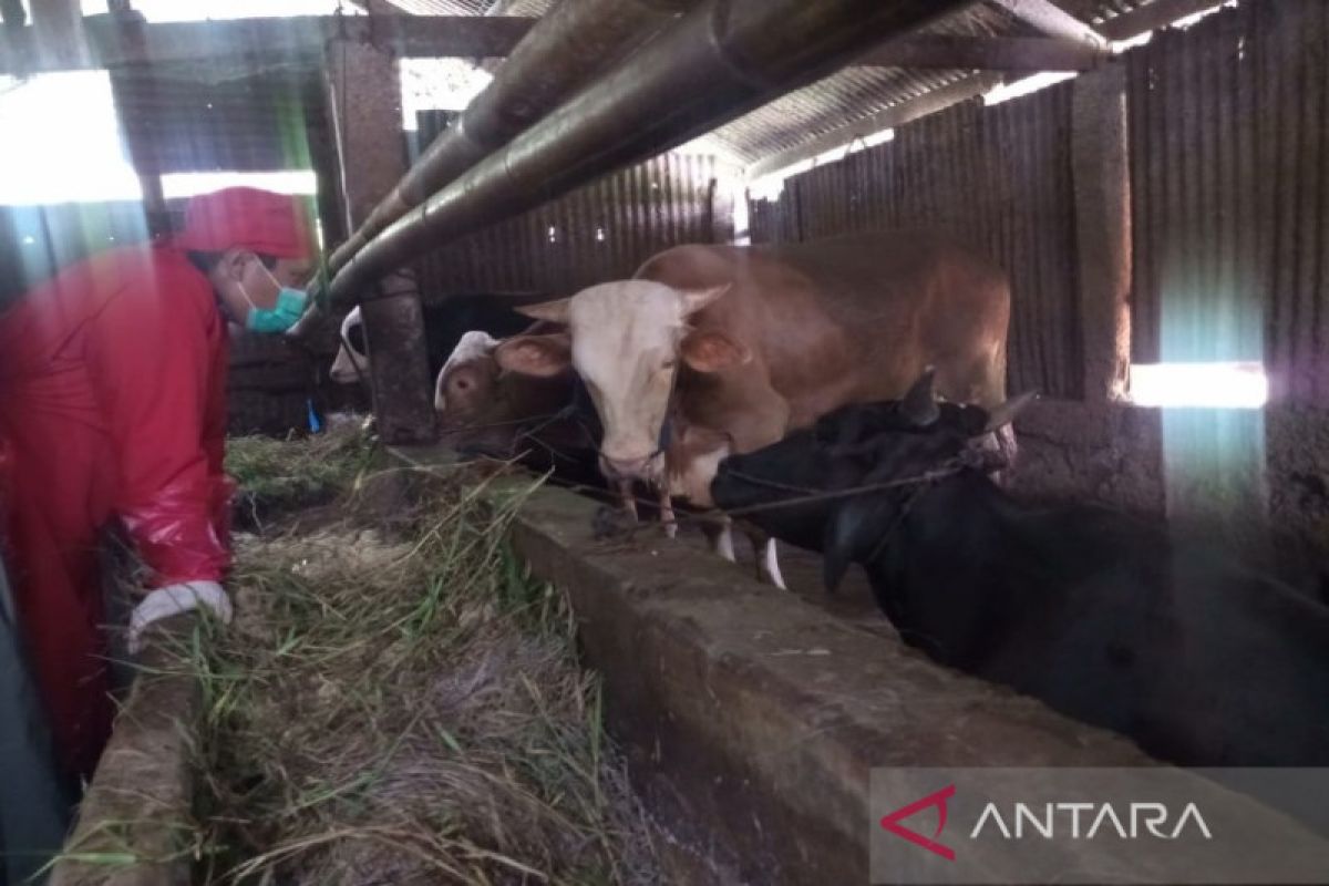 13 sapi terindikasi suspek PMK di Batang diperiksa