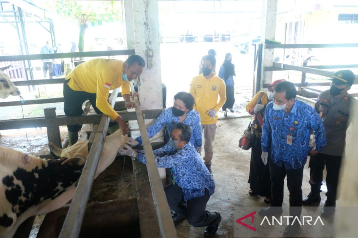 Pemkab Balangan cegah penyakit PMK dengan biosecurity