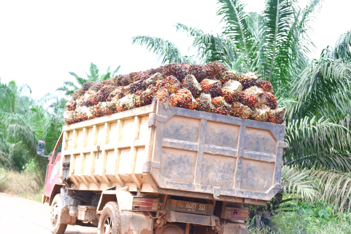 Harga TBS sawit Kalbar Periode I Mei capai Rp3.628,78 per kilogram