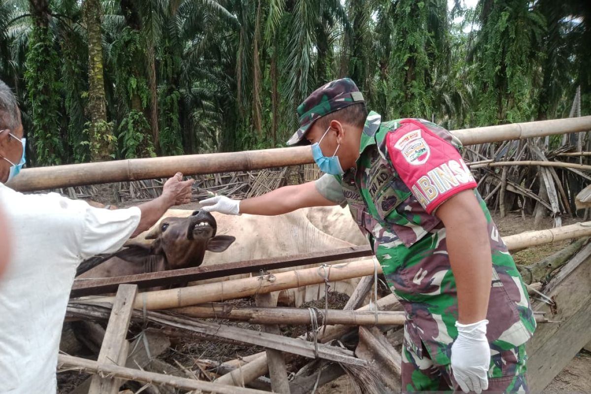 Cegah PMK, Babinsa Kodim 0212/TS periksa ternak sapi warga