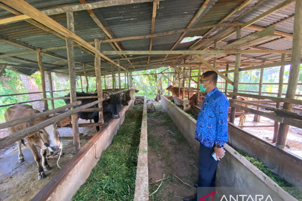 Empat ekor sapi di Payakumbuh positif terjangkit PMK