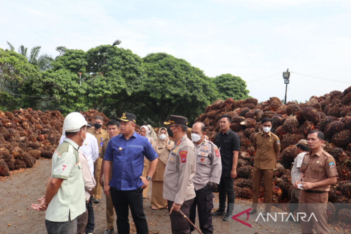 Bupati Dharmasraya sidak PKS sikapi harga TBS