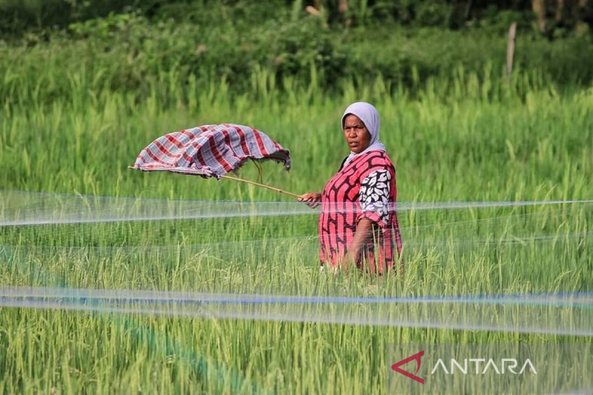 Genjot produktifitas Distan Aceh Jaya kembangkan padi IP 300