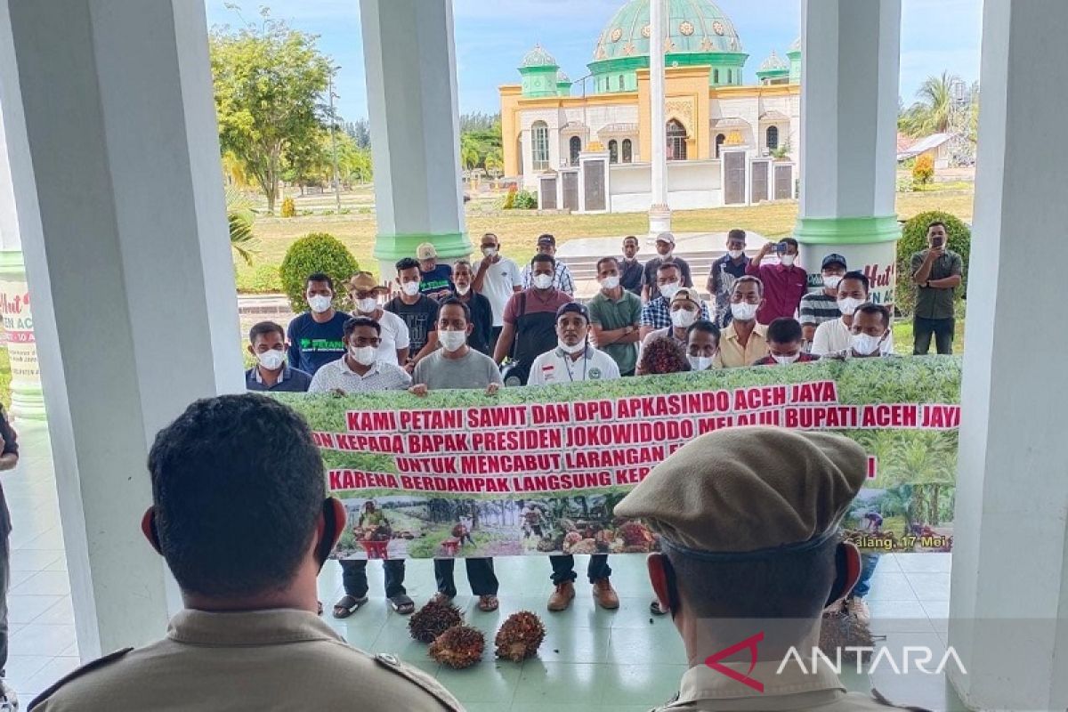 Buntut larangan ekspor CPO, petani sawit gelar unjuk rasa di Kantor Bupati Aceh Jaya