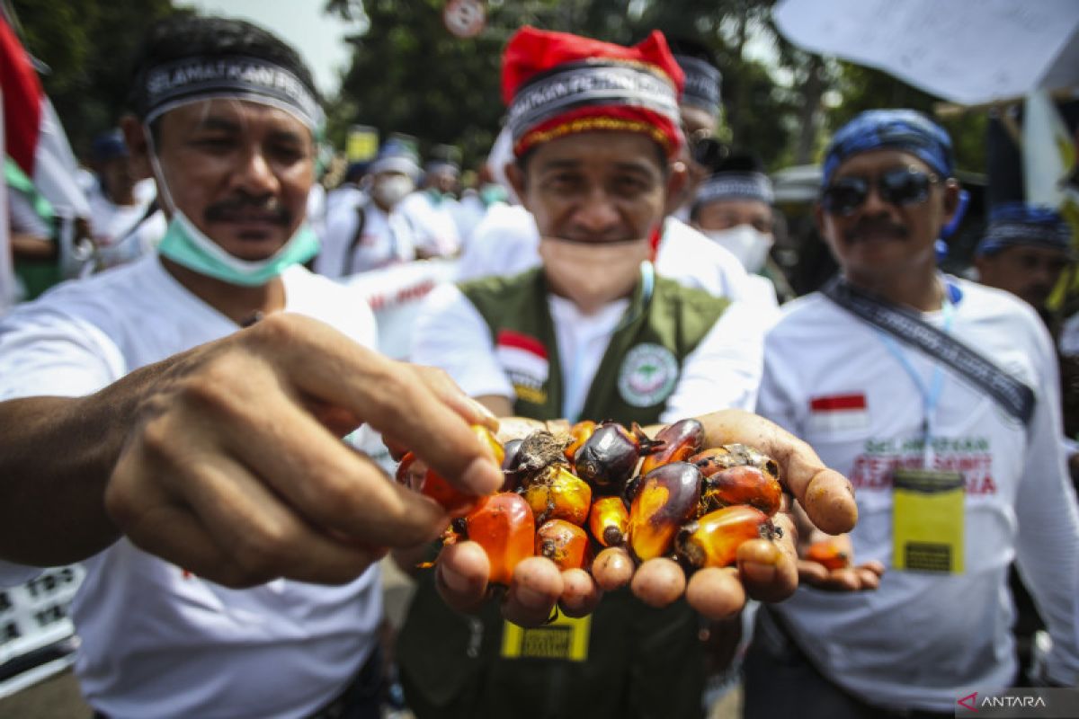 Lima tuntutan yang disampaikan petani sawit kepada pemerintah