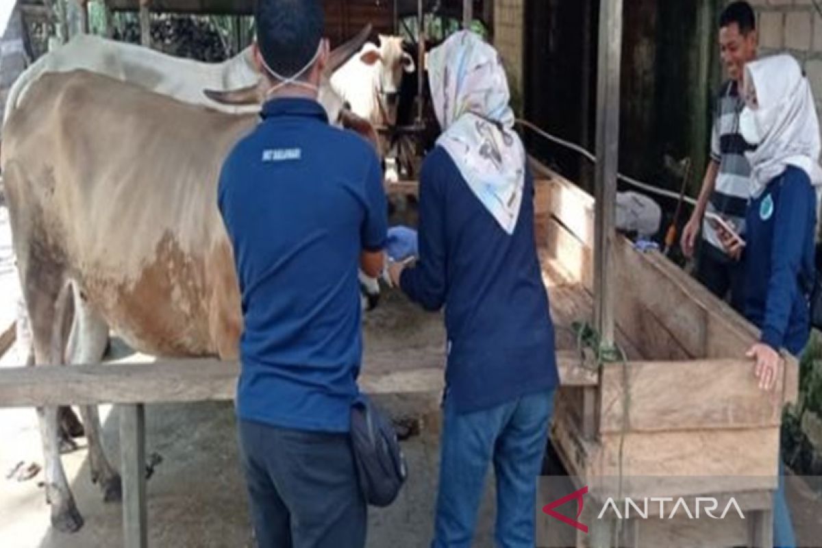 HSS hentikan sementara distribusi sapi dan kambing luar daerah cegah PMK