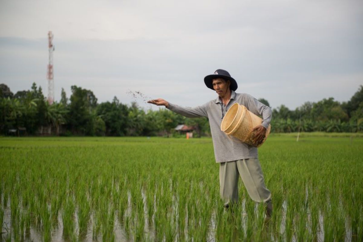 Kembangkan inovasi pangan, Bukit Asam usung program 'Ruang Rural'