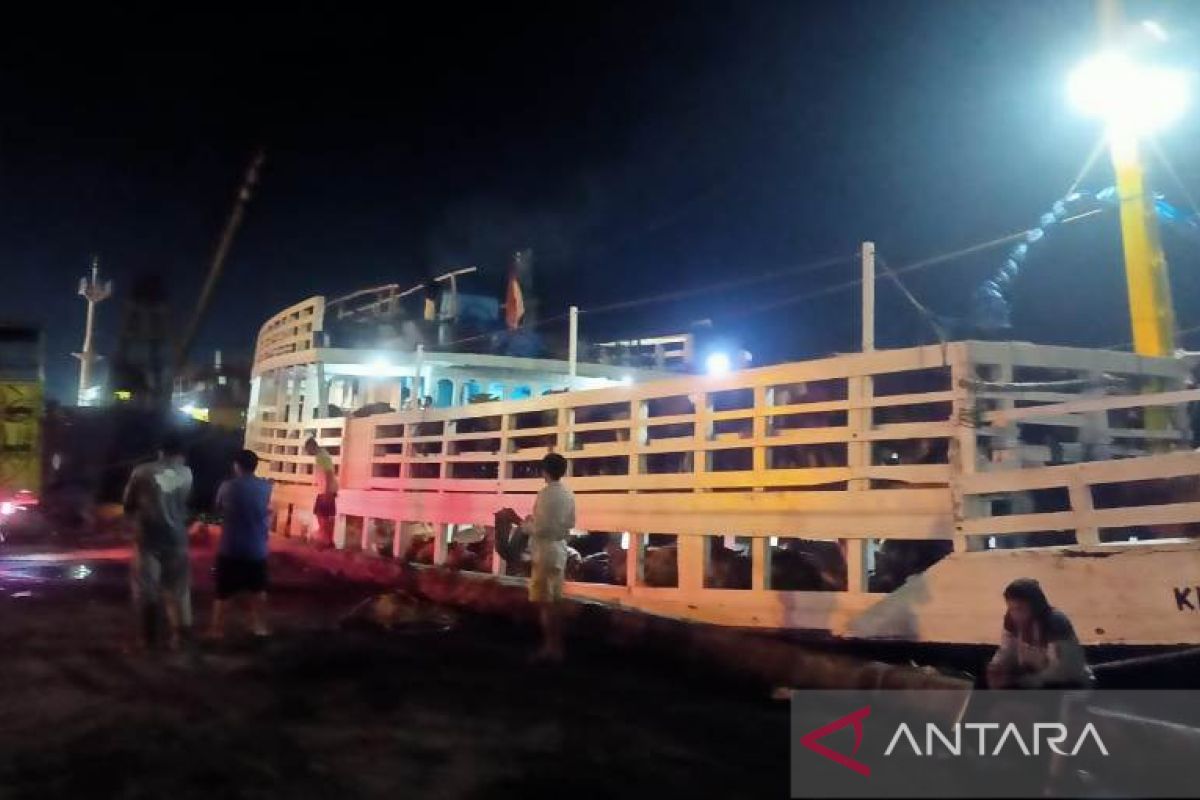 Bangka Belitung pastikan pasokan sapi Lampung untuk Idul Adha aman