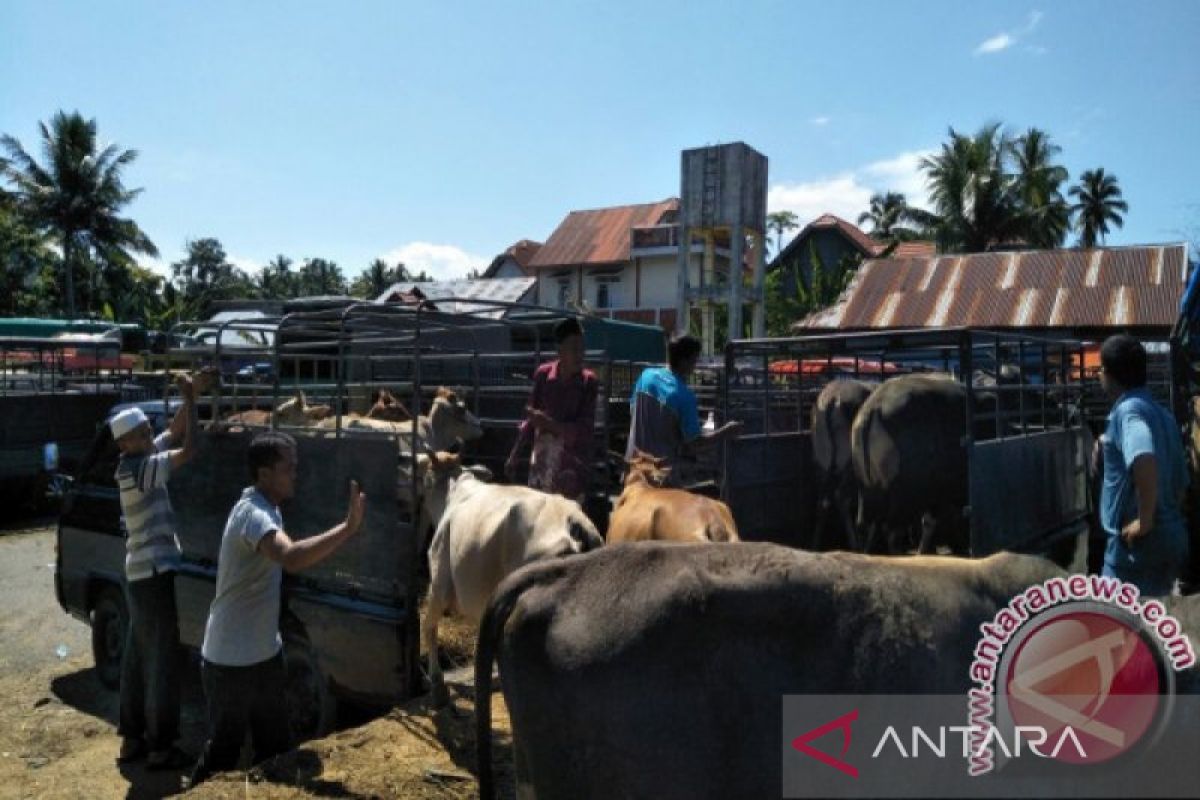 Padang Pariaman tutup sementara dua pasar ternak antisipasi penyebaran PMK