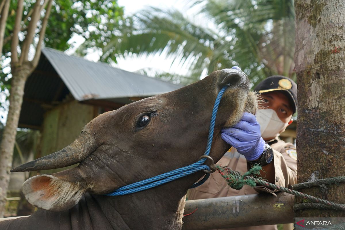 Distanakbun Ketapang cepat tangani 12 Sapi Suspek PMK