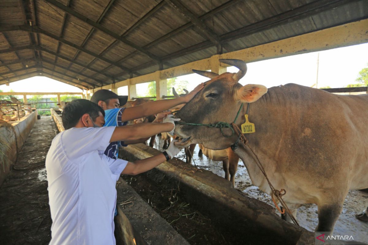 BRIN supporting efforts to curb foot-and-mouth disease
