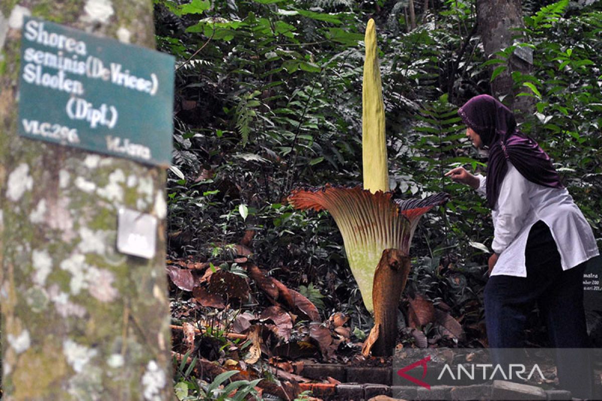 BRIN ingin Kebun Raya Bogor jadi platform global riset botani
