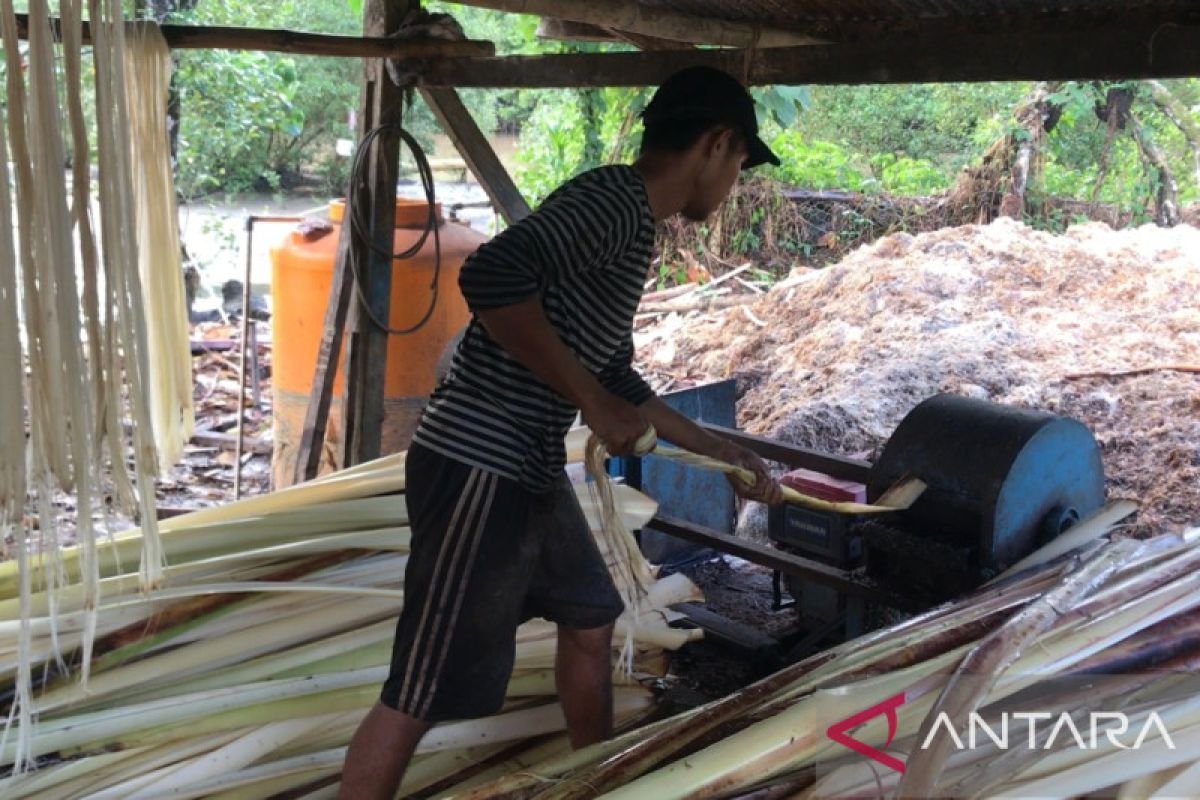 Kementan dukung pengembangan serat pisang Abaka di Kepulauan Talaud