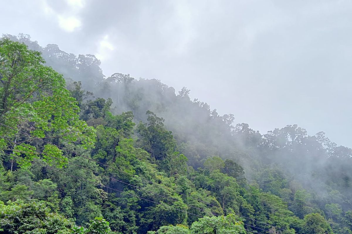 Pemanfaatan hutan untuk cadangan pangan harus perhatikan keberlanjutan