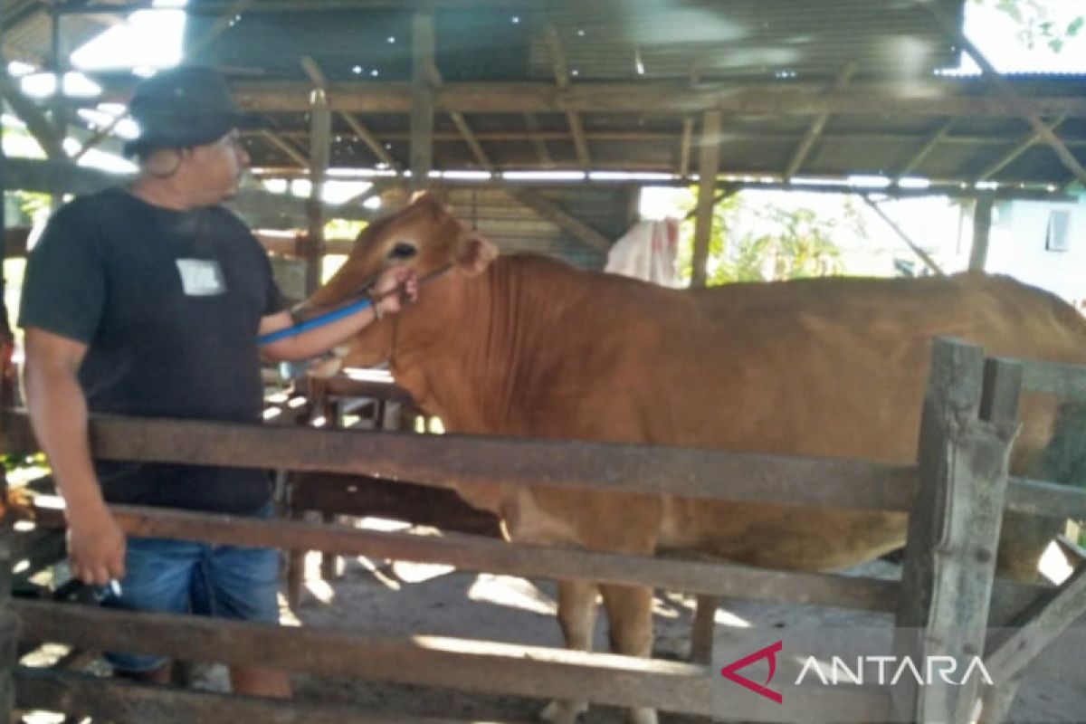 Syarat memasukkan sapi dan kambing ke Tapin harus bebas PMK