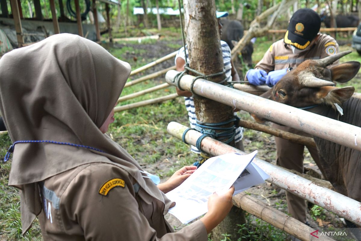 Barantan Gorontalo periksa kesehatan sapi untuk cegah PMK
