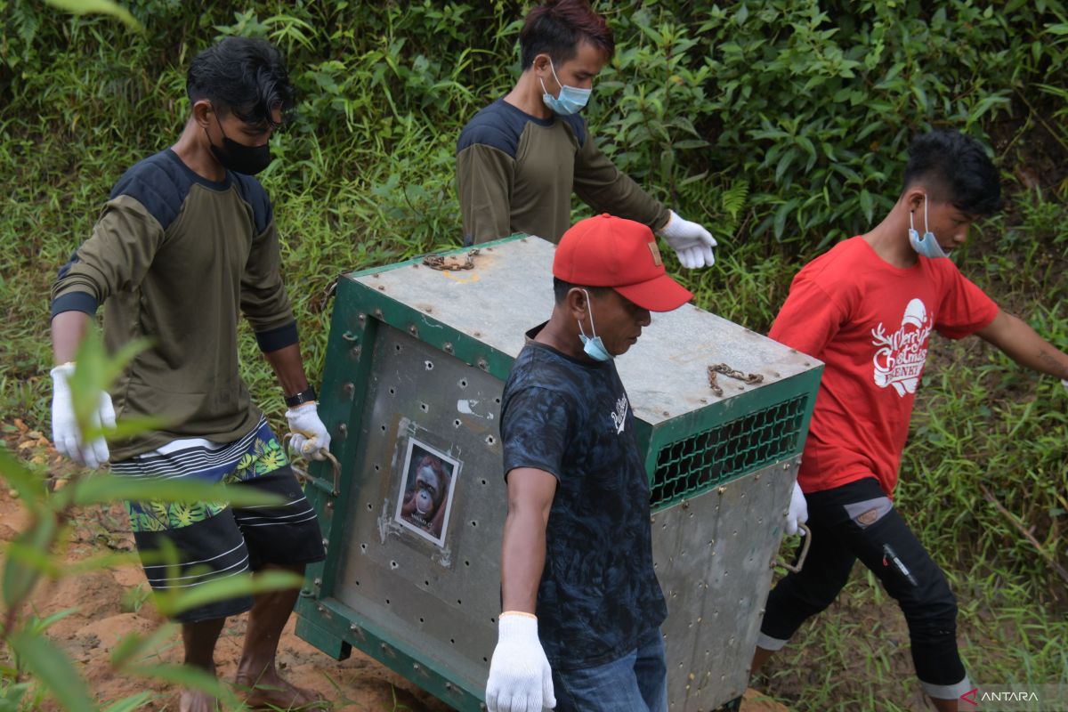 BKSDA Kalteng lepasliarkan empat orangutan di TN Bukit Baka Bukit Raya