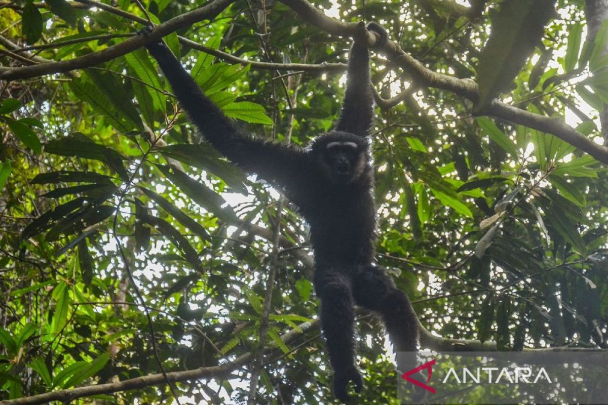 Wamen LHK lepasliarkan Owa Ungko di Pekanbaru