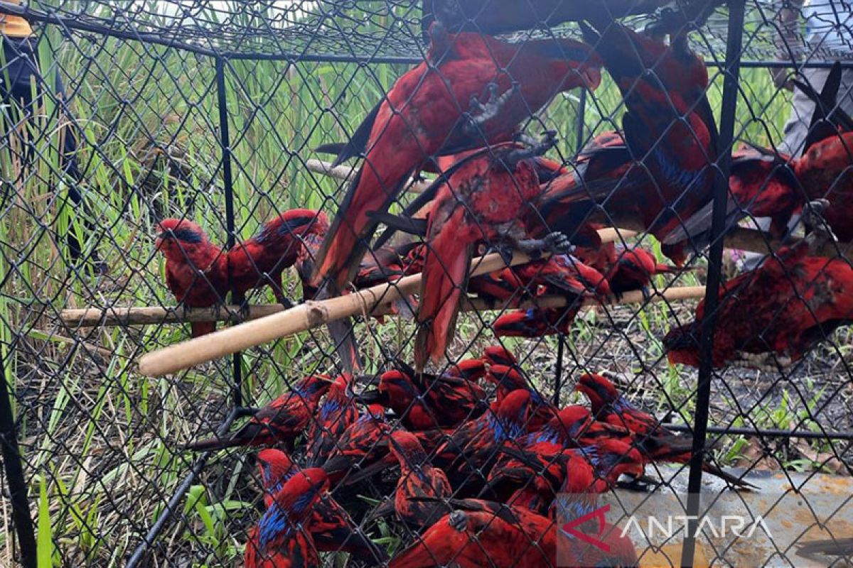 88 burung nuri tanimbar dilepas di Hutan Desa Amdasa