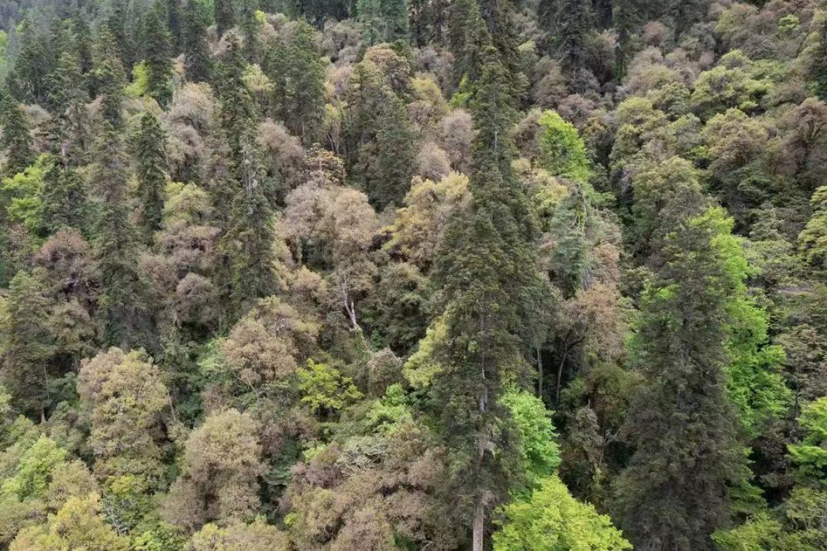 Pohon tertinggi di China ditemukan di Tibet