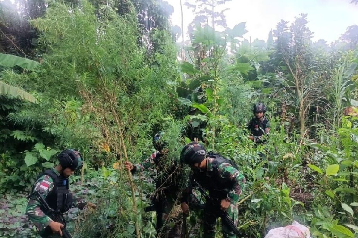 Satgas Pamtas Yonif 126/KC temukan ladang ganja di Waris