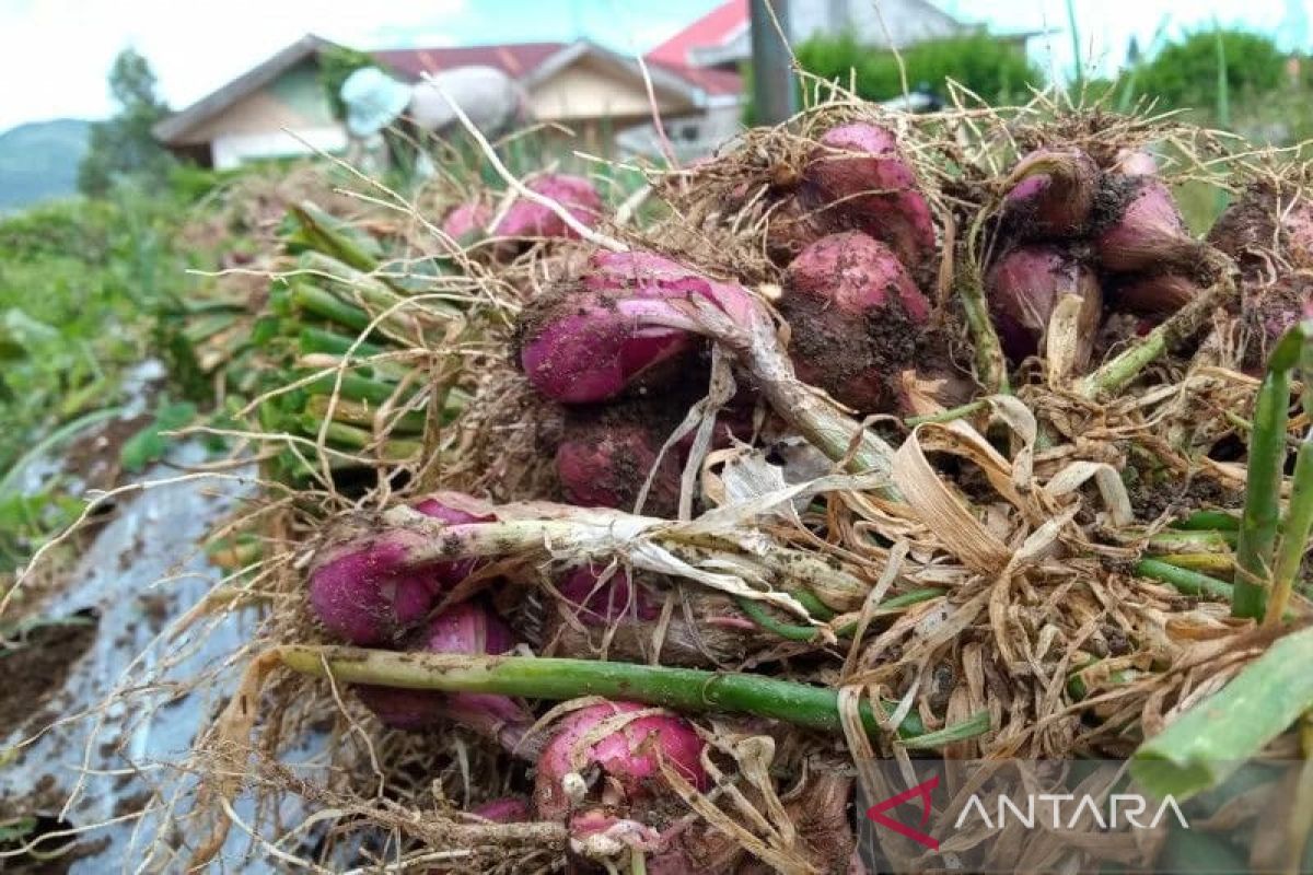 Harga bawang merah di Solok naik jadi Rp50 ribu per kilogram