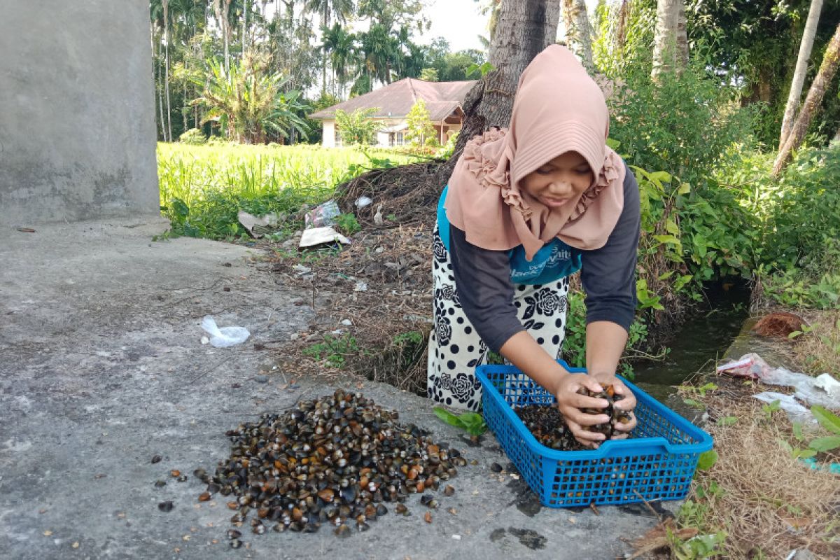 Hasil tangkapan pensi di Agam meningkat