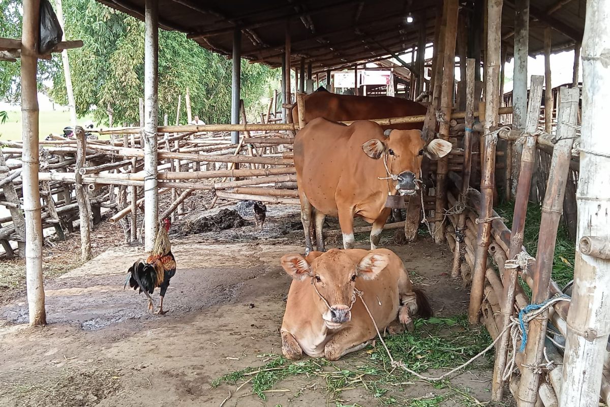 Pemkab Lombok Tengah pastikan stok hewan kurban aman