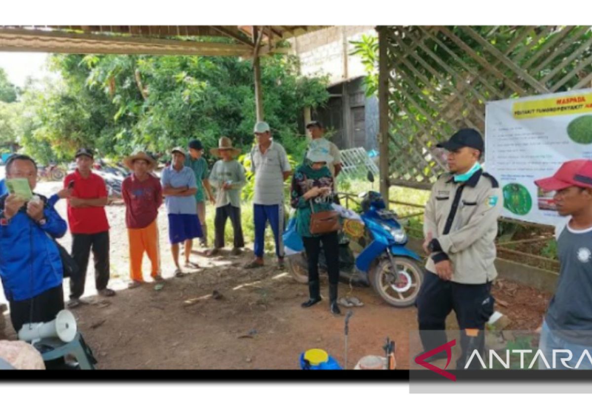 Tungro serang 15 ha persawahan Kurau, Tanah Laut