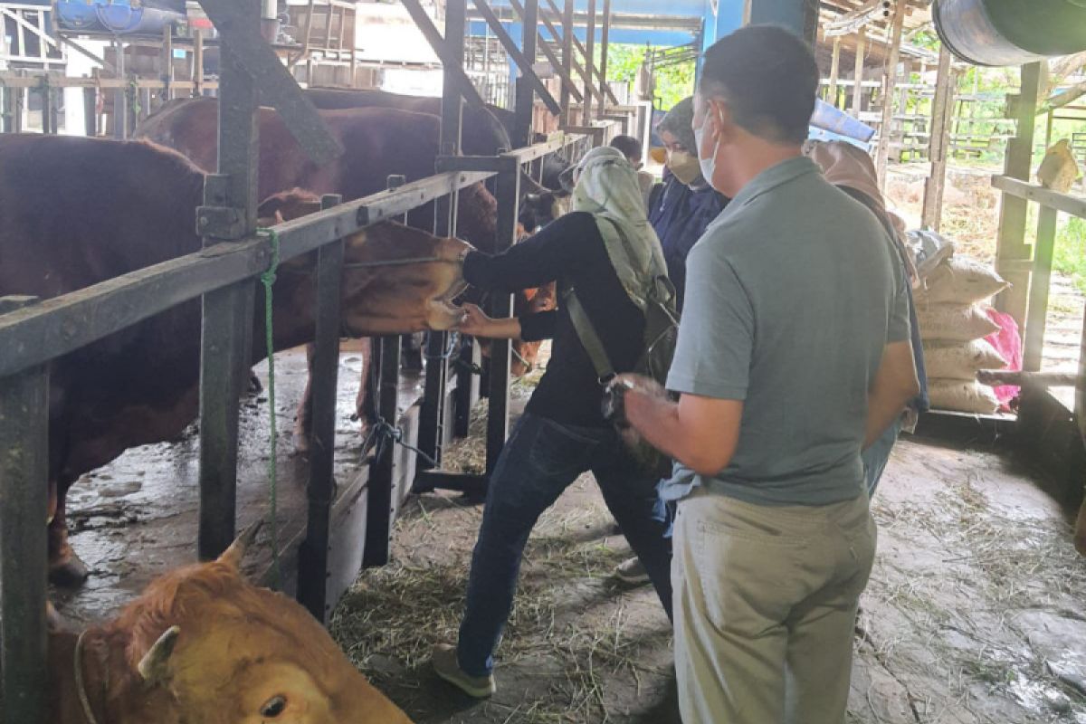 Banjarmasin harap pasokan sapi kurban dari NTB dan NTT