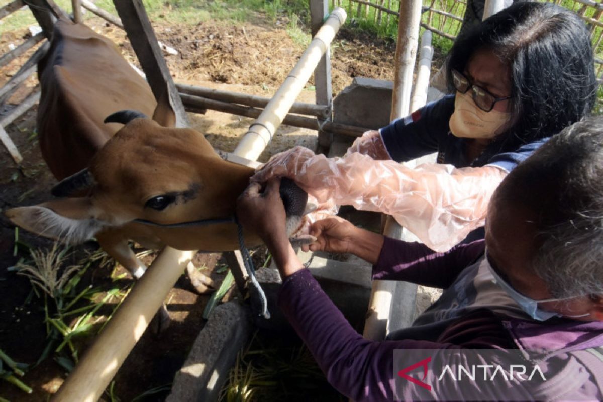 Distan Kota Denpasar cegah PMK dengan semprot disinfektan pada kandang sapi